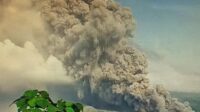 Pantauan Hari ini Gunung Semeru Erupsi, Semburan Awan Panas Sejauh 7 Km